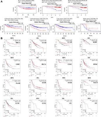 Genetic Alteration, Prognostic and Immunological Role of Acyl-CoA Synthetase Long-Chain Family Member 4 in a Pan-Cancer Analysis